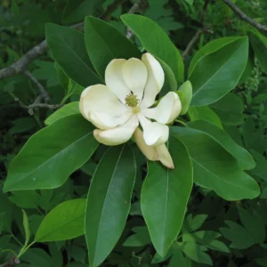 Sweet Bay Magnolia Live Plant - 3.5 Inch Pot - Fragrant White Flowers - Image 1