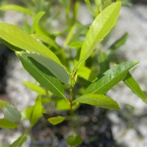 Sweet Bay Magnolia Live Plant - 3.5 Inch Pot - Fragrant White Flowers - Image 4