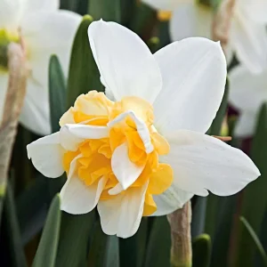 Sweet Desire Double Daffodil Bulbs - 5 Pack - 14/16 cm - Fragrant Yellow & White Flowers - Image 1