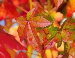 Sweet Gum Bare Root Seedlings - 10 Pack, 6-12 inches Tall - Outdoor Tree - Image 1