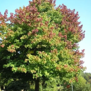 Sweet Gum Bare Root Seedlings - 5 Pack, 6-18 Inches Tall, Outdoor Shade Tree - Image 2