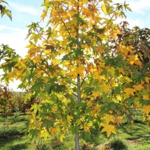 Sweet Gum Tree (Liquidambar styraciflua) 2 Bare-root - Deciduous Outdoor Tree - Image 2