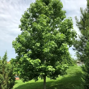Sweet Gum Tree (Liquidambar styraciflua) 2 Bare-root - Deciduous Outdoor Tree - Image 1