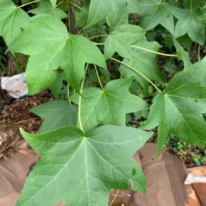 Sweet Gum Tree Live Plant – 6-12 inches Tall, Quart Pot, Brilliant Fall Color, Outdoor - Image 2