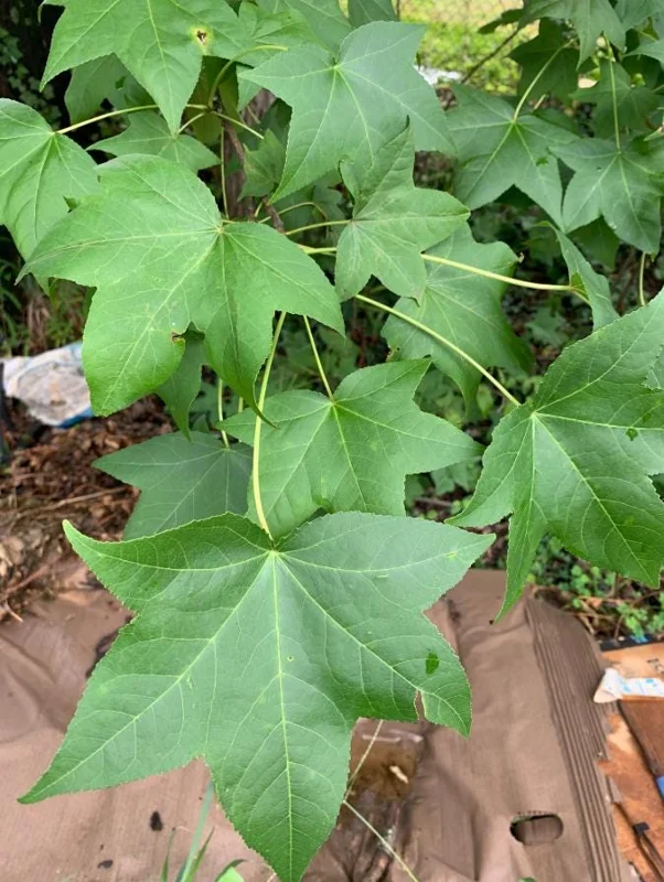 Sweet Gum Tree Live Plant – 6-12 inches Tall, Quart Pot, Brilliant Fall Color, Outdoor - Image 2