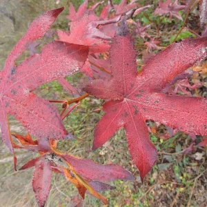 Sweet Gum Tree Live Plant – 6-12 inches Tall, Quart Pot, Brilliant Fall Color, Outdoor - Image 3