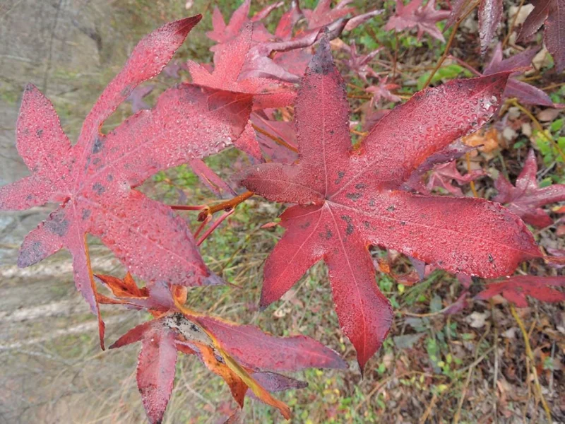 Sweet Gum Tree Live Plant – 6-12 inches Tall, Quart Pot, Brilliant Fall Color, Outdoor - Image 3