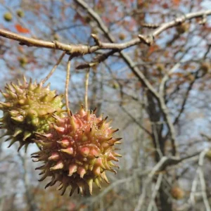 Sweet Gum Tree Live Plant – 6-12 inches Tall, Quart Pot, Brilliant Fall Color, Outdoor - Image 4