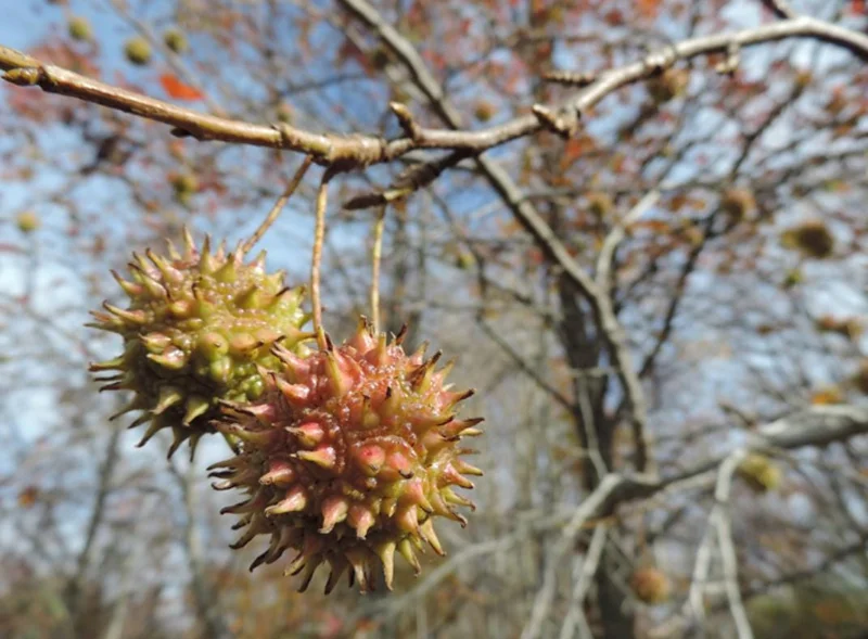Sweet Gum Tree Live Plant – 6-12 inches Tall, Quart Pot, Brilliant Fall Color, Outdoor - Image 4