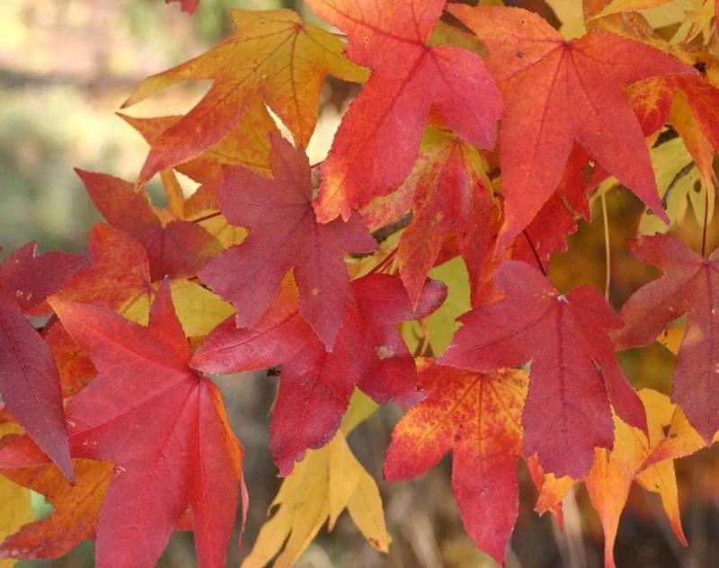 Sweet Gum Tree Live Plant – 6-12 inches Tall, Quart Pot, Brilliant Fall Color, Outdoor - Image 5