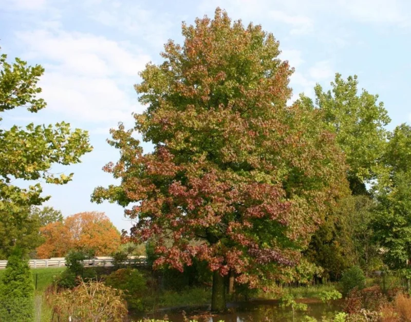 Sweet Gum Tree Live Plant – 6-12 inches Tall, Quart Pot, Brilliant Fall Color, Outdoor - Image 6