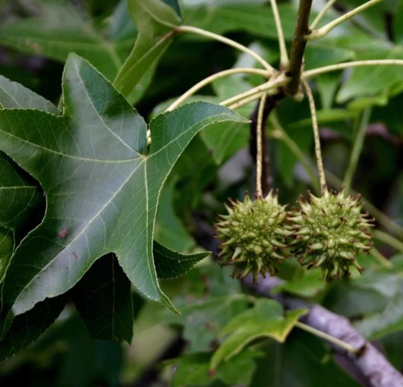Sweet Gum Tree Live Plant – 6-12 inches Tall, Quart Pot, Brilliant Fall Color, Outdoor - Image 1