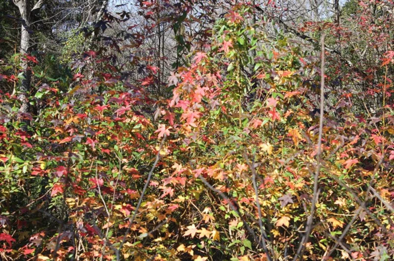 Sweet Gum Tree Live Plant – 6-12 inches Tall, Quart Pot, Brilliant Fall Color, Outdoor - Image 7