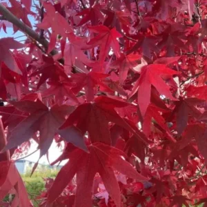Sweet Gum Tree Live Plant - Quart Pot - Liquidambar styraciflua - Deciduous - Outdoor - Image 2