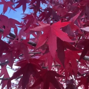 Sweet Gum Tree Live Plant - Quart Pot - Liquidambar styraciflua - Deciduous - Outdoor - Image 4