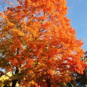 Sweet Gum Tree Live Plant - Quart Pot - Liquidambar styraciflua - Deciduous - Outdoor - Image 9