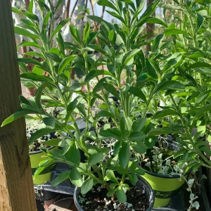 Sweet Leaf Stevia Plant – Live Stevia Rebaudiana 4 inch Pot – 1 ft Tall - Image 2