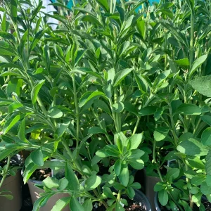Sweet Leaf Stevia Plant – Live Stevia Rebaudiana 4 inch Pot – 1 ft Tall - Image 1
