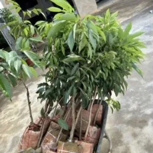 Sweet Lychee Live Air-layered Tree 2 Feet Tall - Fruit Plant Outdoor - Image 2