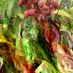 Sweet Lychee Live Air-layered Tree 2 Feet Tall - Fruit Plant Outdoor - Image 5