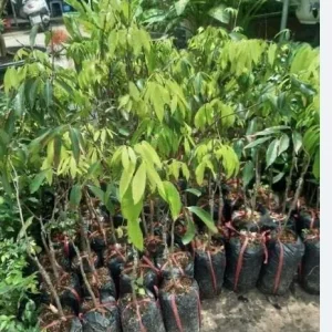 Sweet Lychee Live Air-layered Tree 2 Feet Tall - Fruit Plant Outdoor - Image 8