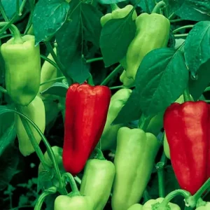 Sweet Pepperoncini Pepper Seeds - Non-GMO Heirloom, 30+ Seeds for Garden - Image 1