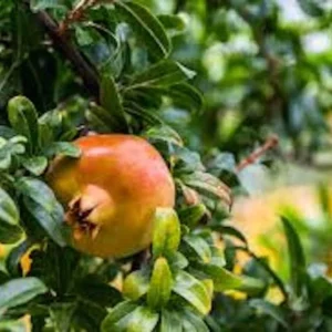 Sweet Pomegranate Tree Starter Plant - Punica granatum 'Sweet' - Live Fruit Tree - Image 2