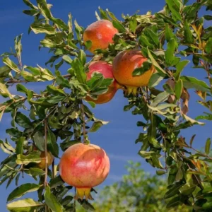 Sweet Pomegranate Tree Starter Plant - Punica granatum 'Sweet' Fruit Tree - Image 7