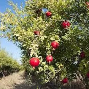 Sweet Pomegranate Tree Starter Plant - Punica granatum 'Sweet' - 8-12 ft Mature Height - Image 8