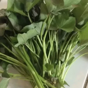 Sweet Potato Slips - 15 Count Mixed Variety: Okinawa, White, Orange - Image 3