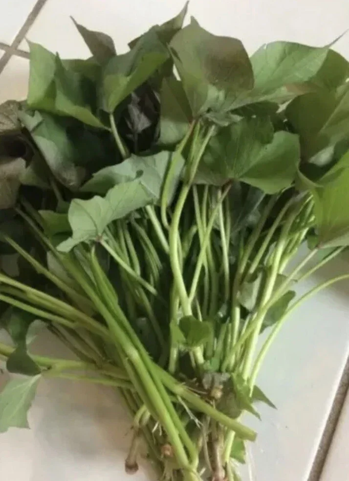 Sweet Potato Slips - 15 Count Mixed Variety: Okinawa, White, Orange - Image 3