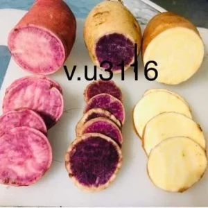 Sweet Potato Slips Variety Pack - 15 Live Slips (Korea Purple, Okinawa, White) - Image 2