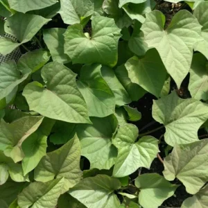 Sweet Potato Slips Variety Pack - 15 Live Slips (Korea Purple, Okinawa, White) - Image 3