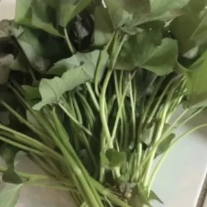 Sweet Potato Slips Variety Pack - 20 Cuttings - Korea Purple, Okinawa, White, Orange for Planting - Image 2