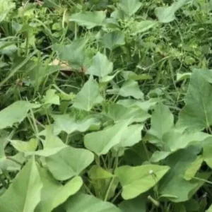 Sweet Potato Slips Variety Pack - 20 Cuttings - Korea Purple, Okinawa, White, Orange for Planting - Image 4