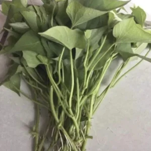 Sweet Potato Slips Variety Pack - Okinawa, Red Japanese, Beauregard - 15 Live Slips - Image 7