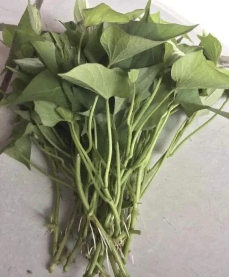 Sweet Potato Slips Variety Pack - Okinawa, Red Japanese, Beauregard - 15 Live Slips - Image 7