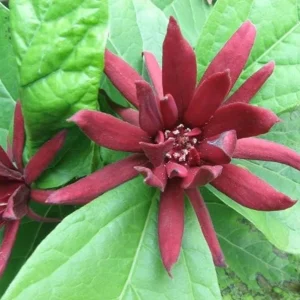 Sweet Shrub Live Plant Calycanthus floridus – 6-18" Tall Quart Pot – Fragrant Native - Image 2