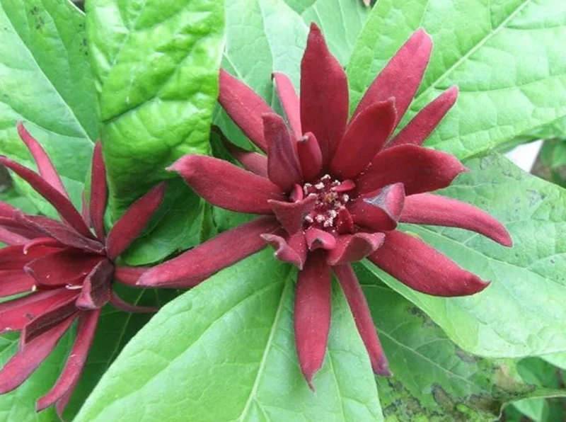 Sweet Shrub Live Plant Calycanthus floridus – 6-18" Tall Quart Pot – Fragrant Native - Image 2