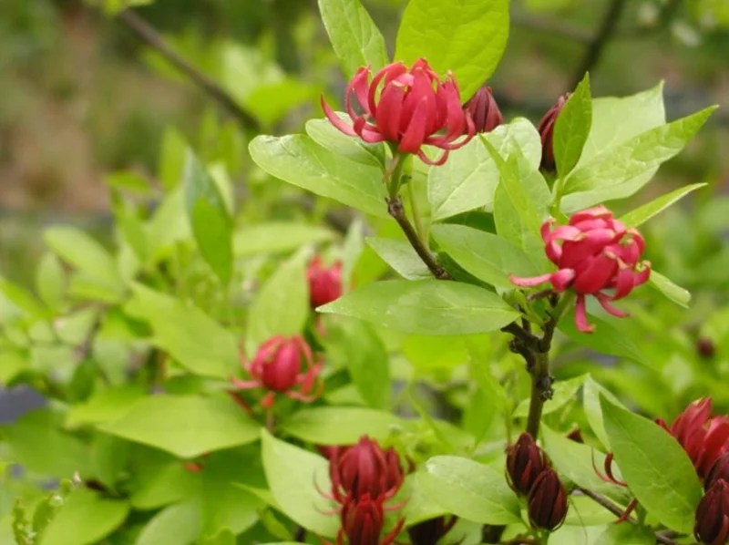 Sweet Shrub Live Plant Calycanthus floridus – 6-18" Tall Quart Pot – Fragrant Native - Image 3