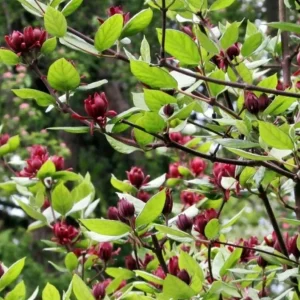 Sweet Shrub Live Plant Calycanthus floridus – 6-18