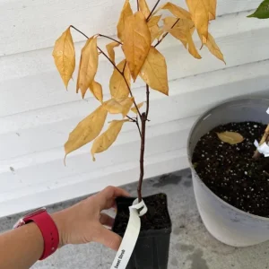 Sweet Shrub Live Plant Calycanthus floridus – 6-18