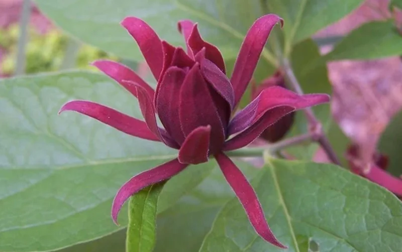 Sweet Shrub Live Plant Calycanthus floridus – 6-18" Tall Quart Pot – Fragrant Native - Image 1