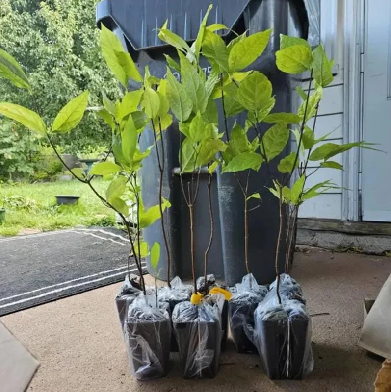 Sweet Shrub Live Plant Calycanthus floridus – 6-18" Tall Quart Pot – Fragrant Native - Image 7