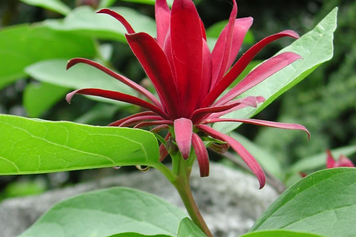 Sweet Shrub Live Plant - Carolina Allspice Bare Root - Fragrant Flowers - Image 1