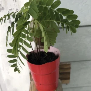 Sweet Tamarind Tree Live Plant – Thai Me Ngọt Variety, 4-12 Inch Tall, Outdoor - Image 3