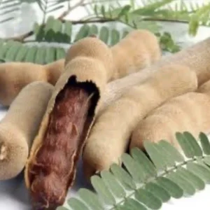 Sweet Tamarind Tree Live Plant – Thai Me Ngọt Variety, 4-12 Inch Tall, Outdoor - Image 4