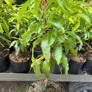 Sweet Tart Mango Tree – Live Plant – 3 Gallon Pot – Grafted Fruit Tree - Image 1