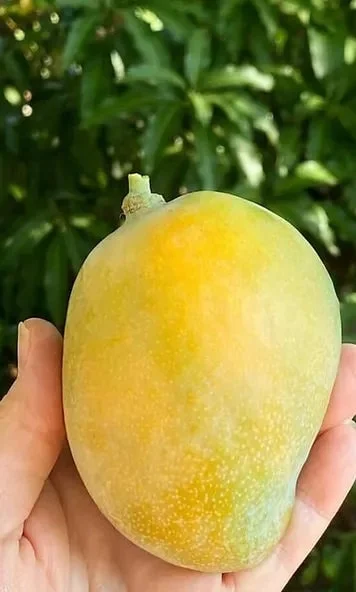 Sweet Tart Mango Tree Live Plant - Grafted, 1 Foot Tall, 6-inch Pot - Image 1