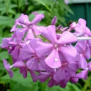 Sweet William Phlox Maculata Bulbs - Pink, White, Lilac Flowers - Image 2